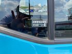 車両画像19